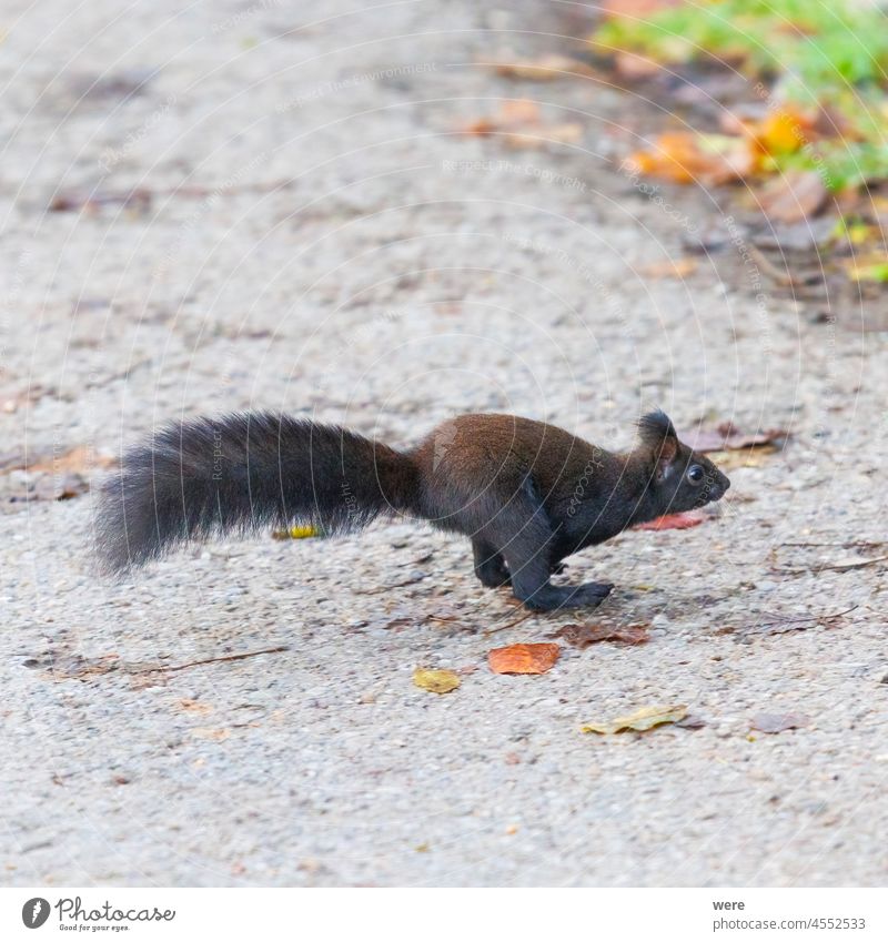 A squirrel is running across the street Animal Background European brown squirrel Sciurus vulgaris animal animal Theme animal in the wild branch branches