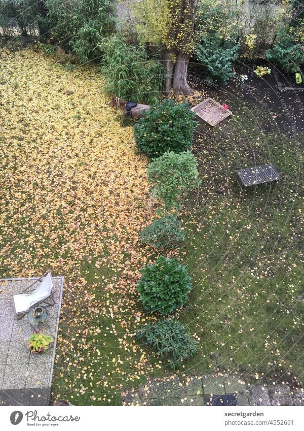 Overcoming boundaries playfully Garden Park Border bush Tree Nature Environment Terrace foliage leaves Autumn sweep Gardening Exterior shot Autumnal