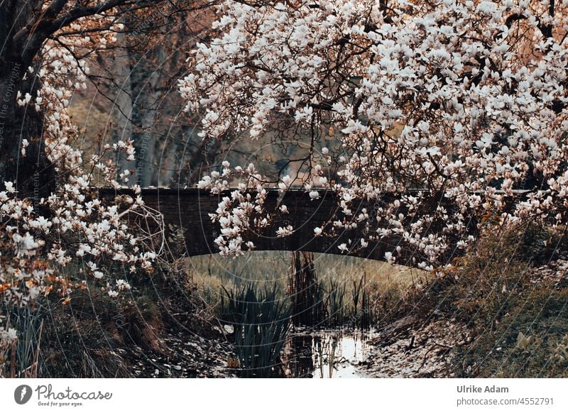 In paradise garden | blooming magnolia tree on old stone bridge in vintage style Light Twilight Dawn Morning Deserted Exterior shot Blossoming Park