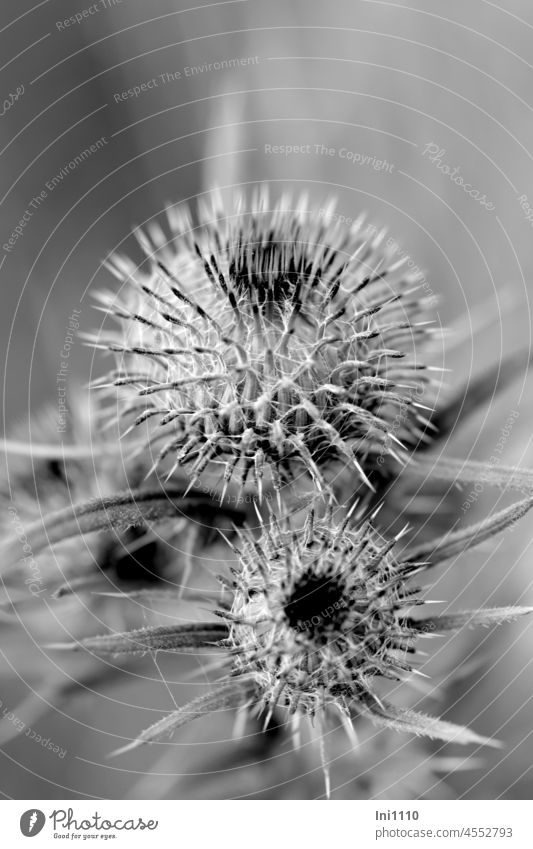 Thistle Plant Wild plant creeping thistle Cirsium vulgare composite Bud ajar leaves lanceolate Robust thorny Thorny serrated Food plant Grayscale