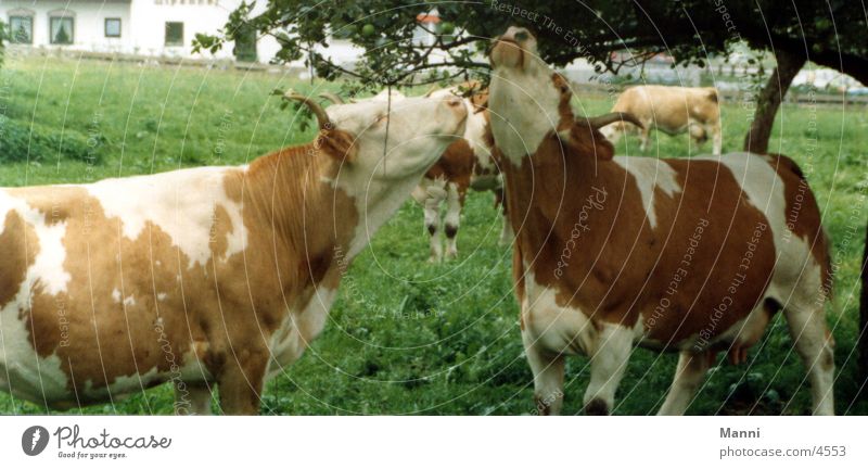 cows Cow Tree Meadow Transport Brown/White