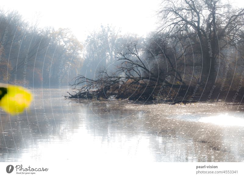 Floodplain Nature Nature reserve Water reflection Autumn Calm Idyll blurriness blurred foreground Forest