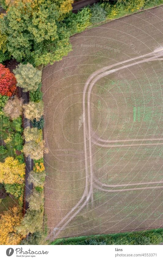 autumnal the forest, autumnal the field Agriculture Autumn Field Tree Colour photo Deserted Copy Space right Copy Space bottom Forest Autumnal colours