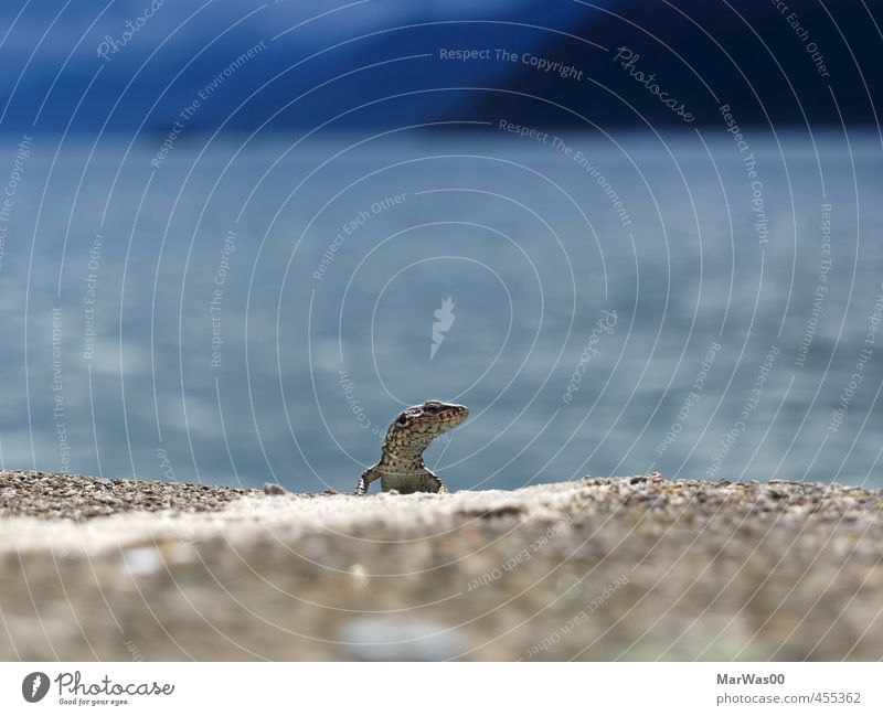 lizard look Animal Wild animal Scales 1 Stone Water Observe Listening Looking Cold Near Natural Curiosity Blue Gray Cobwebby Colour photo Exterior shot Close-up