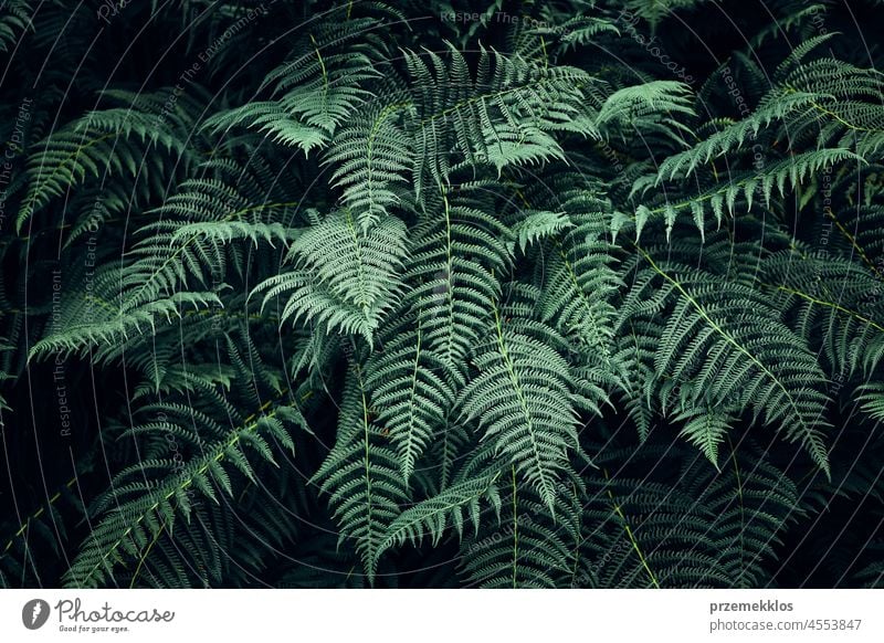 Fern leaves background. Close up of dark green fern leaves leaf natural flora spring pattern summer plant foliage nature season floral jungle close up branch