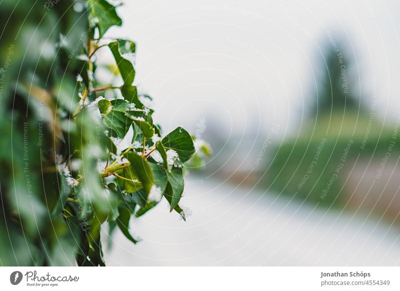 green leaves of hedge closeup Winter background background image bush christmas copyspace flake landscapes plant snow snowflake snowflakes white whitespace