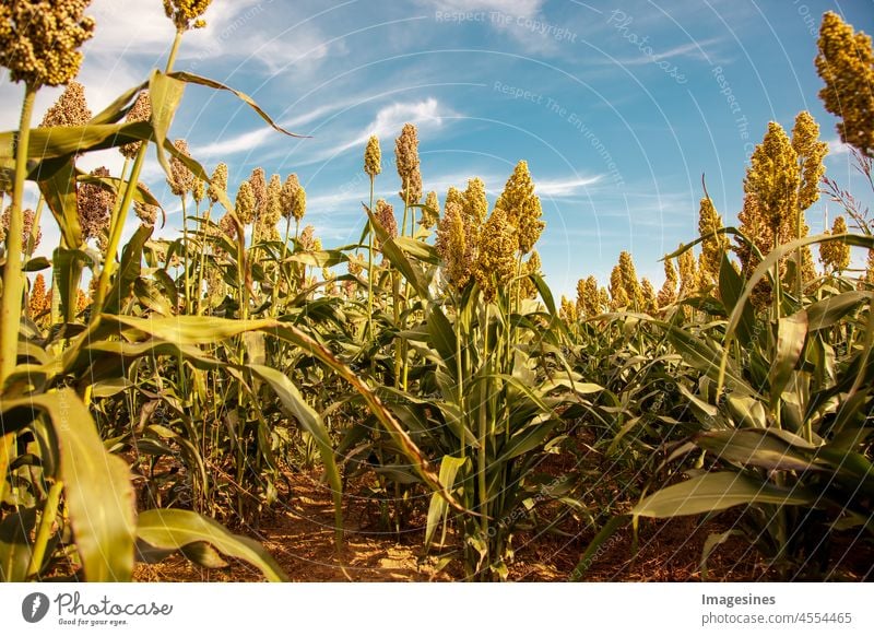 Sorghum plantation. Biofuel and new industry boom food. Sweet sorghum stalk and seed. Arable farming, field of sorghum also called durra, milo or jowari. Healthy nutrients