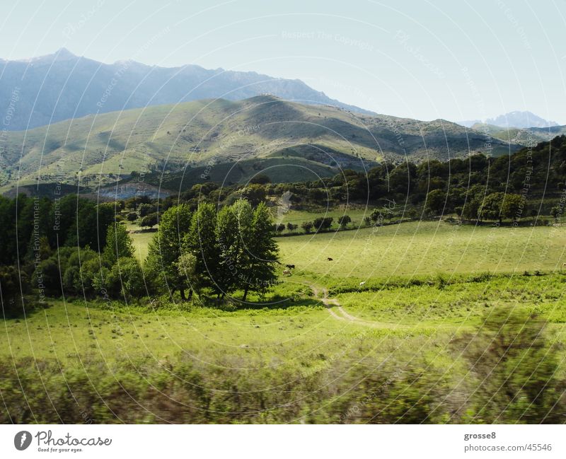 Green mountain landscape Meadow Corsica Calm Tree Mountain mountain country Far-off places