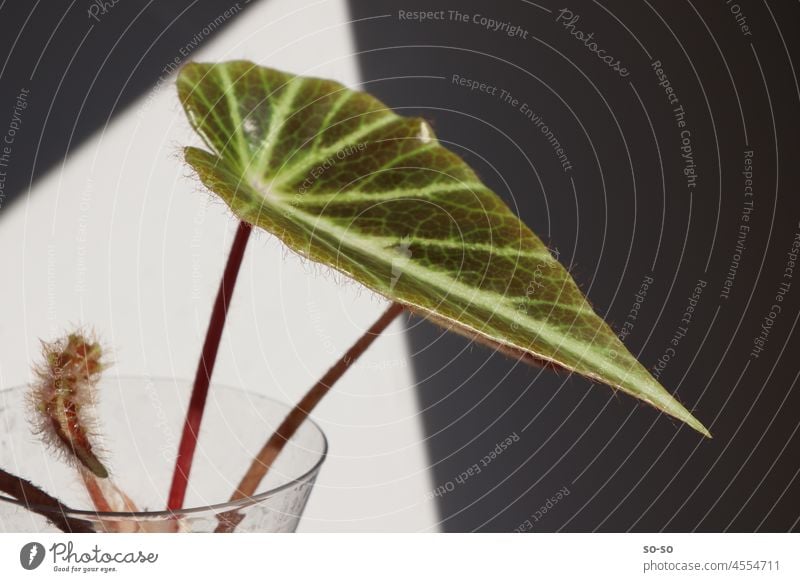 Young begonia with bright leaf veins in contrast of light and shadow. Plant Houseplant urban jungle rare plants Nature Decoration Green Light Shadow evergreen