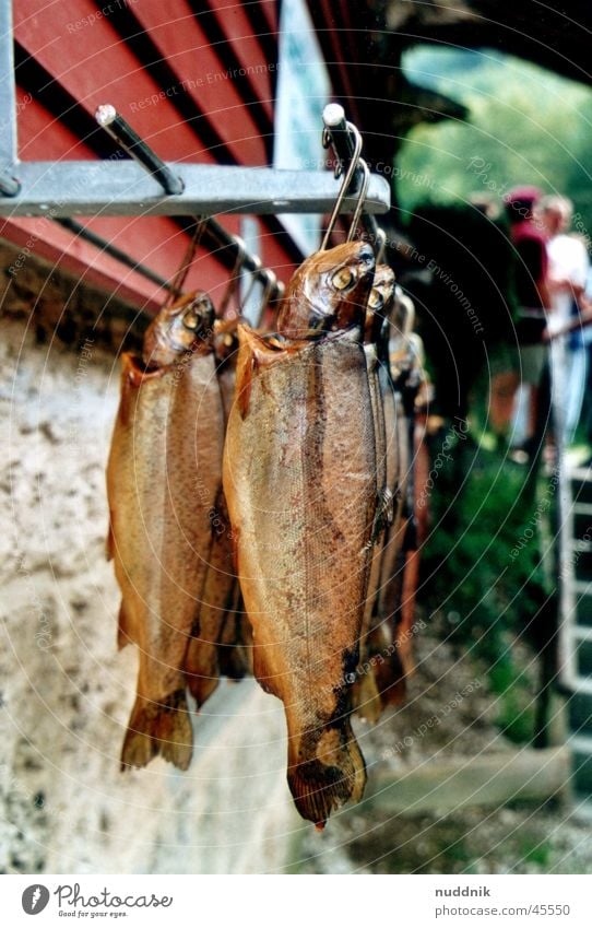 Smoked trout Brown trout Rainbow trout Fishing (Angle) Catch Hang Nutrition Trout