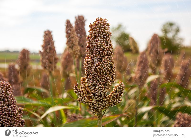 Sorghum plantation. Biofuel and new industry boom food. Sweet sorghum stalk and seed. Arable farming, field of sorghum also called durra, milo or jowari. Healthy nutrients