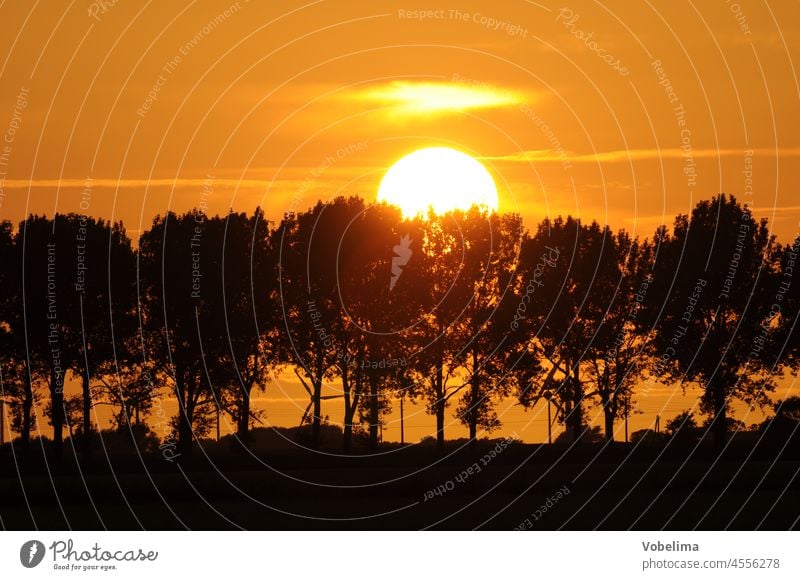 Row of trees at sunset Sunset Nature Sky Evening evening sky Twilight Dusk Landscape Northern Germany Evening sun picturesque Avenue