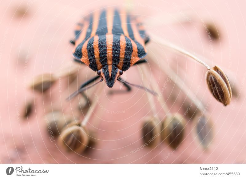 \\V//-Bug Environment Nature Animal Summer Plant Blossom Garden Park Meadow Field Beetle Animal face 1 Looking Eyes Striped Dill blossom Orange Insect Fantastic