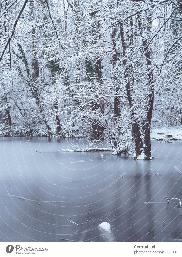 Winter landscape at the lake with trees Ice Nature Snow Cold Frost Frozen Freeze Exterior shot Deserted winter landscape Winter mood Seasons chill Winter's day