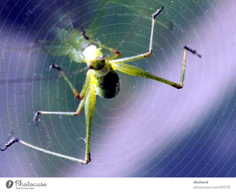 Grasshopper drives a car Green Locust Insect Snapshot young ruff 6 legs Macro (Extreme close-up)