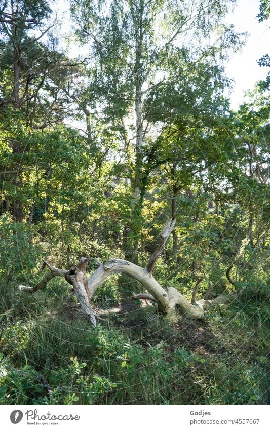 Weathered curved tree in forest Tree Tree stump Old trees Birch tree Jawbone Mixed forest Nature Forest Deserted Exterior shot Landscape Environment