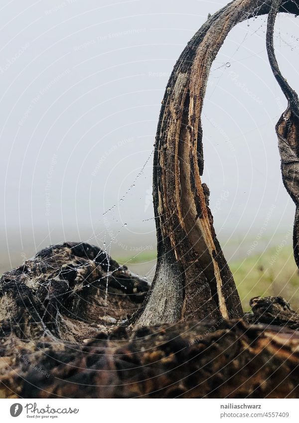 Hebst Autumn Autumnal Sunflower Sunflower field Old withered Spider's web Dawn morning mood Morning fog Morning fog in autumn Field Nature Landscape Gray Green