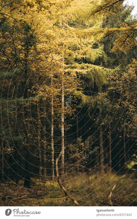 Autumn in the forest Coniferous trees Deciduous tree young tree Forest Deserted Landscape Day Colour photo Green Exterior shot Nature Plant Environment Leaf