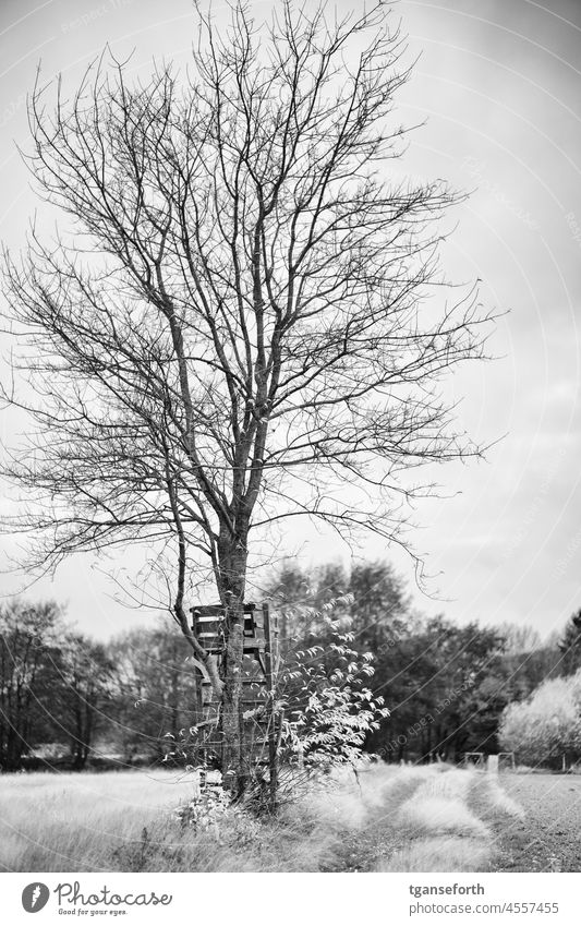 High seat on bare tree Hunting Hunting Blind Tree Winter Autumn Bleak Hunter Nature Landscape Exterior shot Field Forest Wood Sky