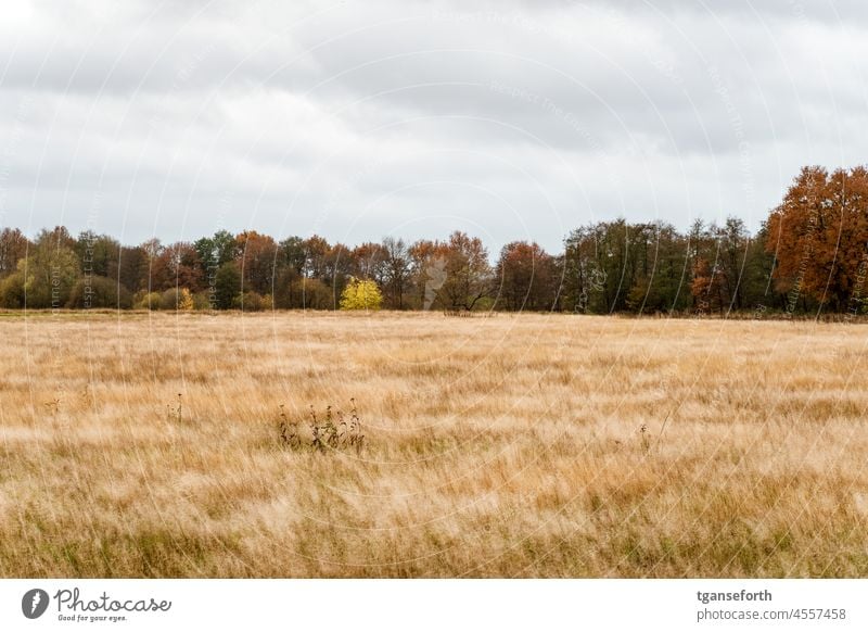 Colourful autumn meadow Autumn variegated Meadow trees Exterior shot Colour photo Tree leaves Forest Nature Landscape Autumnal Deserted Autumnal colours