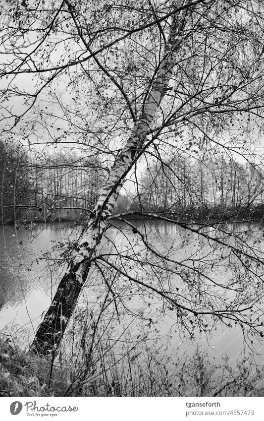 Birch by the lake Birch tree Tree Winter Lake Exterior shot Landscape Day Deserted Lakeside Water Autumn Calm Idyll Plant Bushes Nature Environment