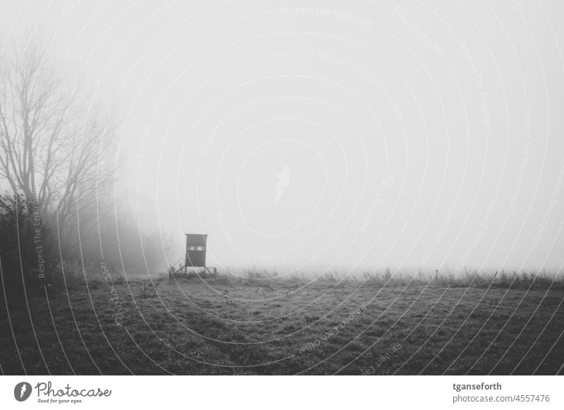 November Nebula Fog Misty atmosphere foggy Cold Wet Creepy Deserted Exterior shot Nature Autumn Forest Gray Landscape Morning Subdued colour Meadow Gloomy Calm