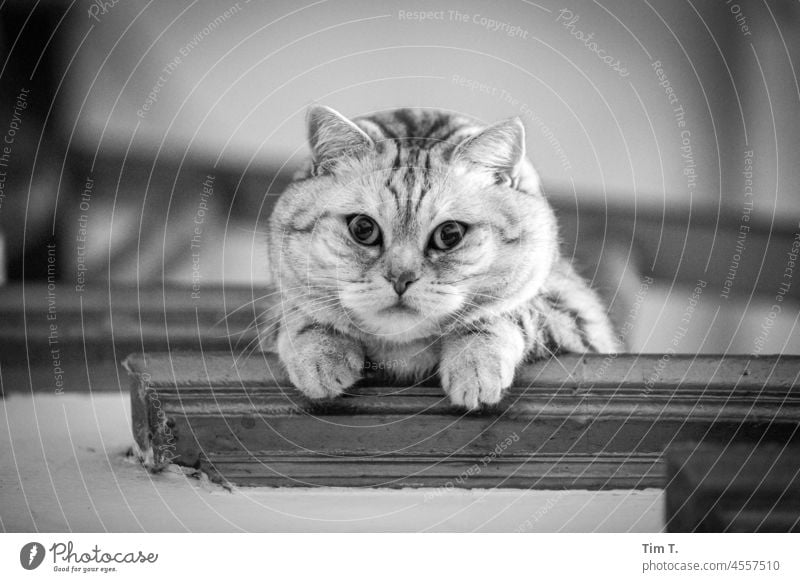 a cat looks down from a step Cat b/w Stairs Stage Staircase (Hallway) bnw Black & white photo Day Interior shot Deserted Building