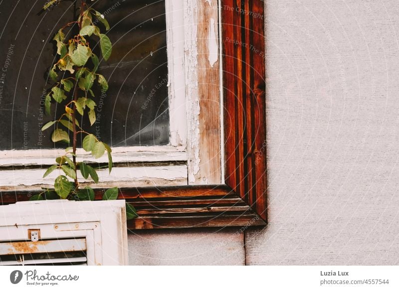 Detail of an old garden shed that nature is reclaiming Garden Flake garden sheds Window Old Broken dilapidated spiderweb Gossamer flaking paint Green