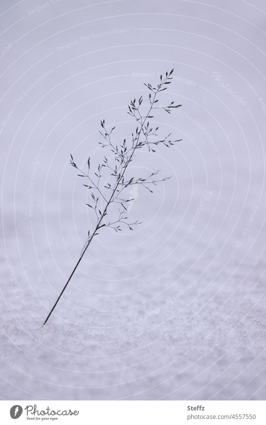 a blade of grass in the snow Snow Snow layer Untouched onset of winter February snow-covered snowy chill haiku Winter's day Delicate white grey winter cold