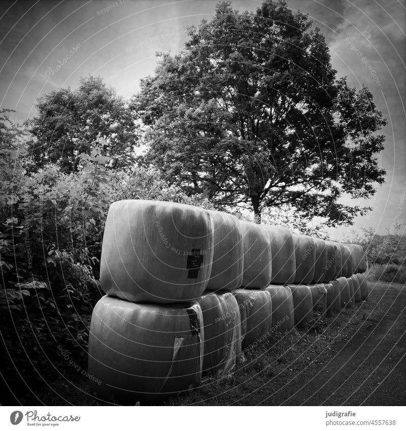 Wall of pressed straw bales by the wayside Bale of straw Hay bale Straw Summer Harvest Agriculture Landscape trees Round Wall (barrier) Line Stack Field Rural