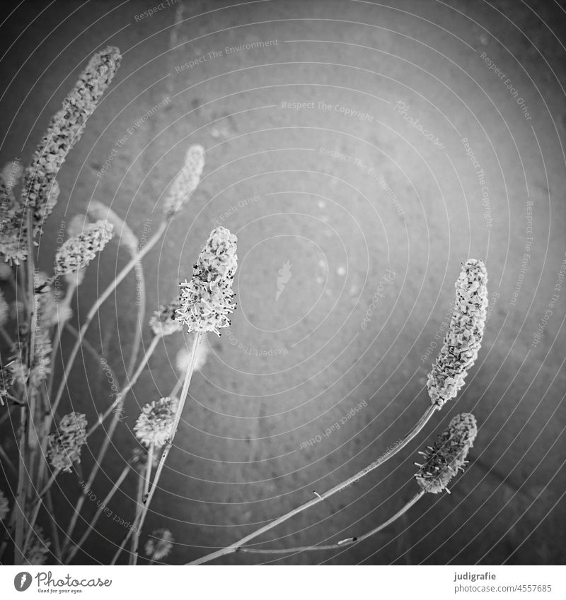 Grass in square inflorescence risp spike Wall (building) Light Delicate Gray Black & white photo Stalk wax Pollen Blade of grass Soft