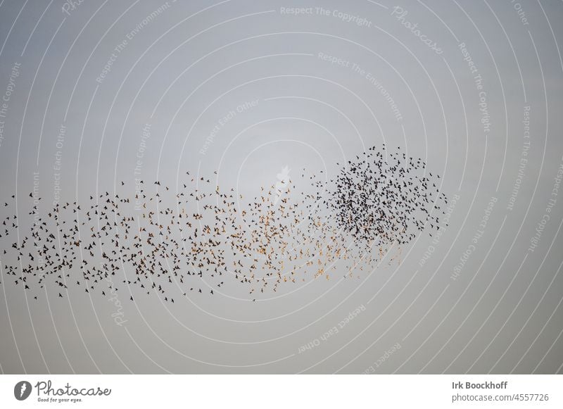 Formation flight of starlings in autumn Stare flight formation fauna Heart daylight Day Sky swift Many Muddled Flying Flock of birds Nature swarm behaviour