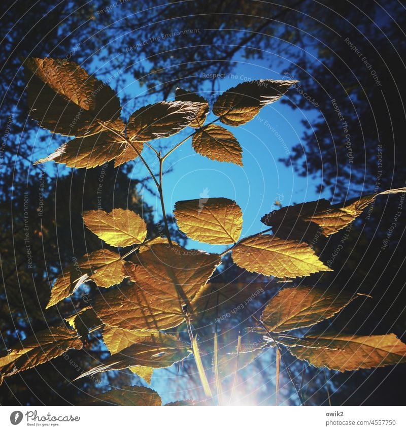 Dimly lit twigs leaves Tree Colour photo Deserted Hang Exterior shot Nature Day Beautiful weather Sunlight Environment Plant Forest Growth naturally Change