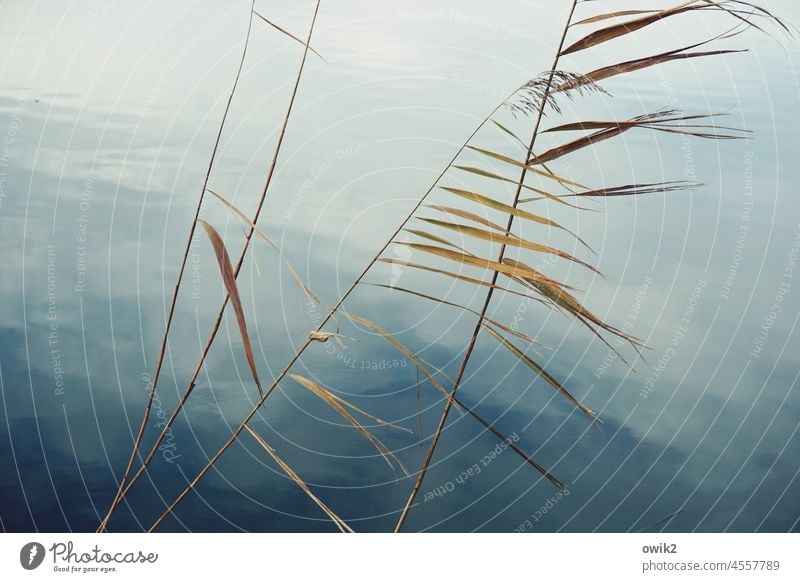 Autumn Stalks Landscape Nature Environment Water Surface of water Calm Wood Blade of grass Wild plant Deserted Copy Space top Copy Space bottom Copy Space left