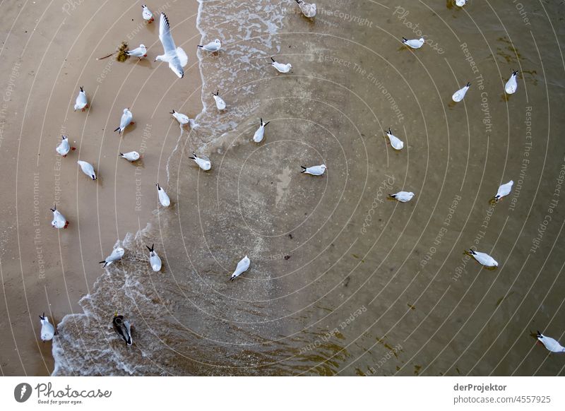 Seagulls on the beach of Usedom I Blue Mecklenburg-Western Pomerania Germany Island Baltic island Baltic Sea Destination Trip Hiking Discover chill relax