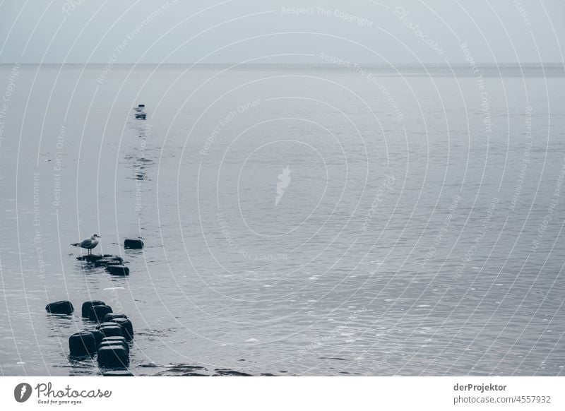 Breakwater in Koserow on Usedom Blue Mecklenburg-Western Pomerania Germany Island Baltic island Baltic Sea Destination Trip Hiking Discover chill relax