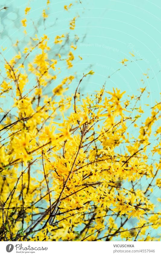 Gelbe Strauch von Forsythia. Frühling Nature nature background yellow forsythia blossom blue sky springtime blooming tree banner bright color flora flower