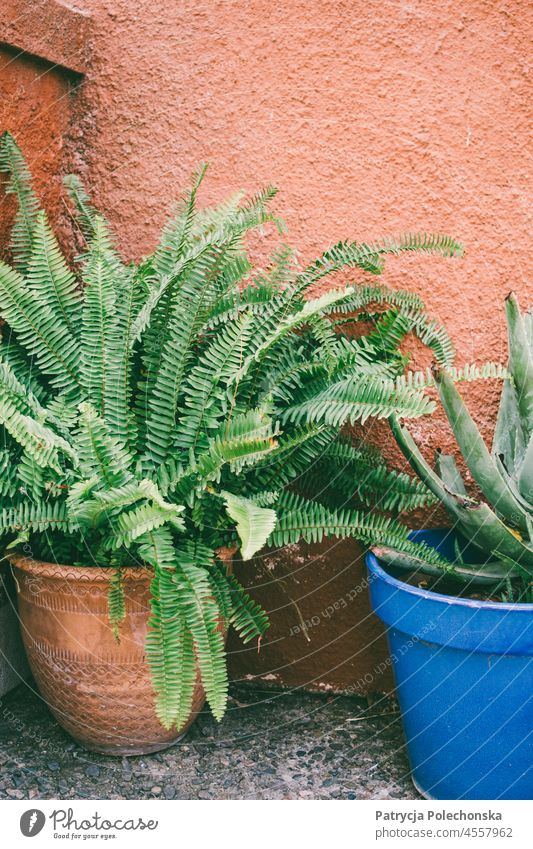 Two potted plants against a terracotta orange background flower pots Orange Terracotta Green Corner