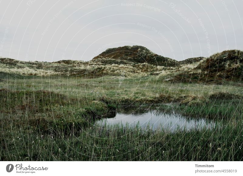 Small pond in front of dunes Lake Water Grass Green Hill Denmark Sky Clouds Nature Vacation & Travel Marram grass Landscape Relaxation Smooth Calm