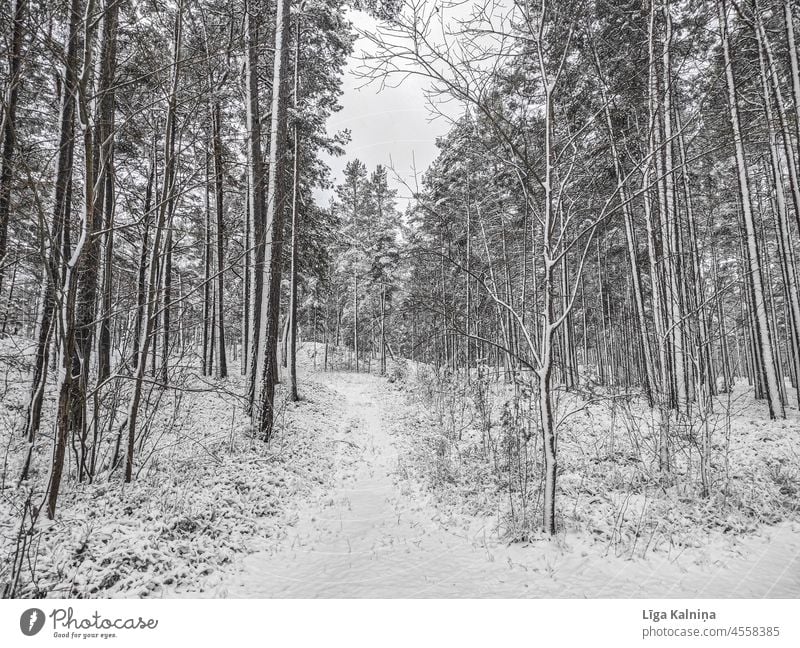 Winter landscape of trees Winter mood winter Winter's day Winter forest winter landscape Winter walk Forest Landscape Nature Snow Cold Frost Environment White