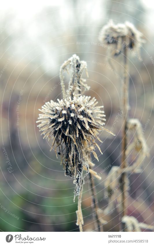 Thistle with hoar frost November light November weather Plant transient Transience Wild plant creeping thistle Cirsium vulgare dead plant Hoar frost