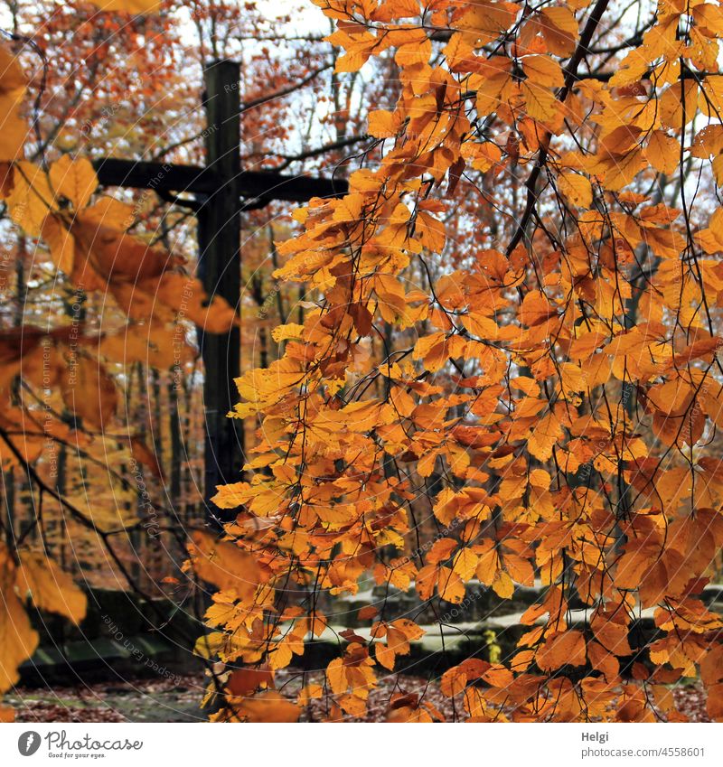 Cross in the autumnal beech forest , remains of a historical monastery ruin Crucifix Forest Beech wood Autumn Jostberg Monastery Teutoburg Forest