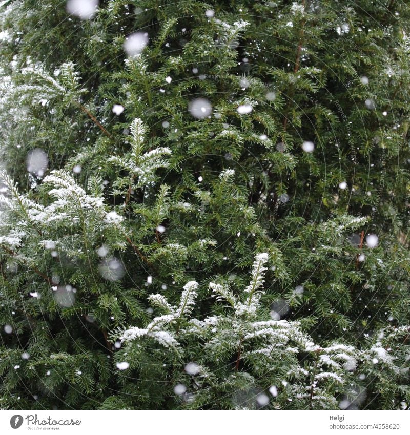 Snowflakes ... - Fir tree in the garden, lightly covered with snow. Snowflakes are falling. Winter snowflakes fir tree Snowfall Winter mood flocculate chill