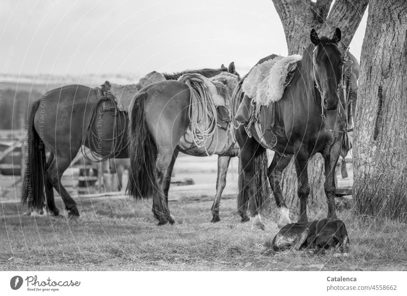 The bitch waits patiently with the horses Nature Animal Farm animal Horse Keeping of animals Saddle Stand Wait Sky daylight Day Grass Lasso Saddlery Dog Sleep