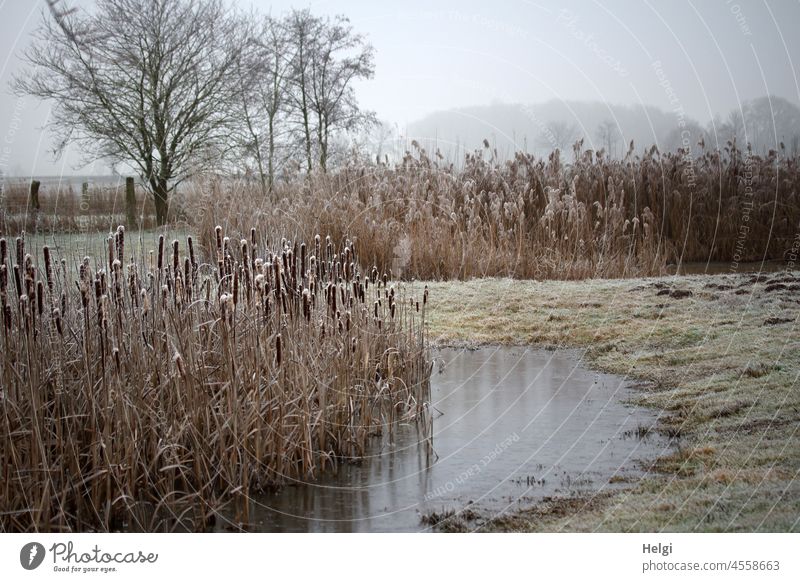 winter biotope with frozen pond, reed and cattail with hoarfrost ponds Frost chill Habitat Winter Hoar frost Lamp Cleaners Cattail (Typha) Grass Freeze Frozen