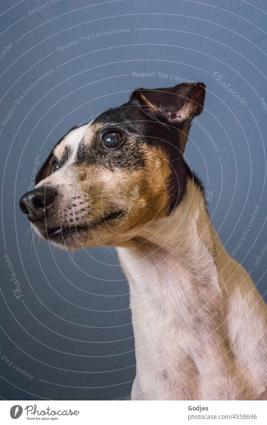 Portrait of a dog looking to the side Dog portrait Animal Colour photo Animal portrait Pet animal autumnal young sweet domestic animal Exterior shot Day friend