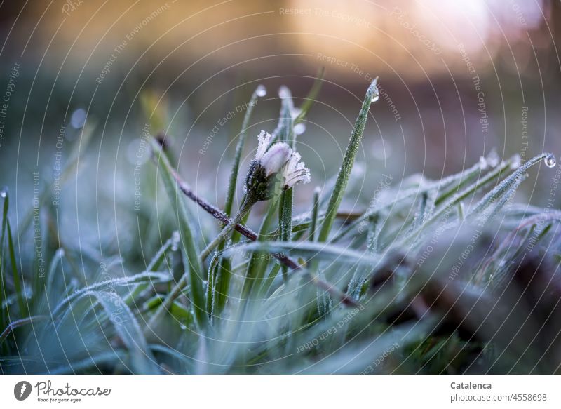 Frosty morning on the meadow Daisy blades of grass Grass Moody Winter Solidify Ice chill Cold Hoar frost winter Blossom Plant Meadow Flower flora Garden Day