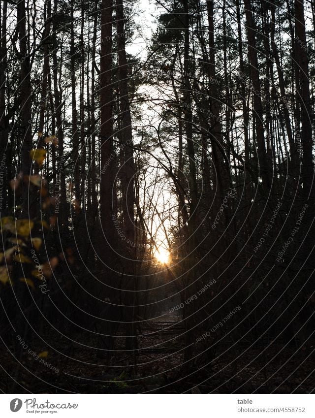 Sunbeams in the dark forest Long shot Central perspective Deep depth of field Back-light Sunlight Deserted Exterior shot Colour photo Environmental protection