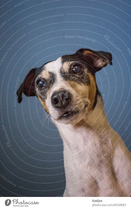 Portrait of a dog Dog Bodegero Jack Russell terrier portrait Pet Terrier Animal Small Wait Brown White Cute Lifestyle Happy intelligent Obedient Looking