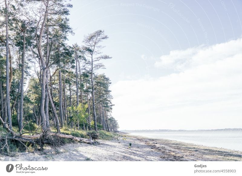 View of the Greifswalder Bodden, trees on the beach Beach Lanken coast Sandy beach Ocean Sky Nature Baltic Sea Water Vacation & Travel Landscape Deserted